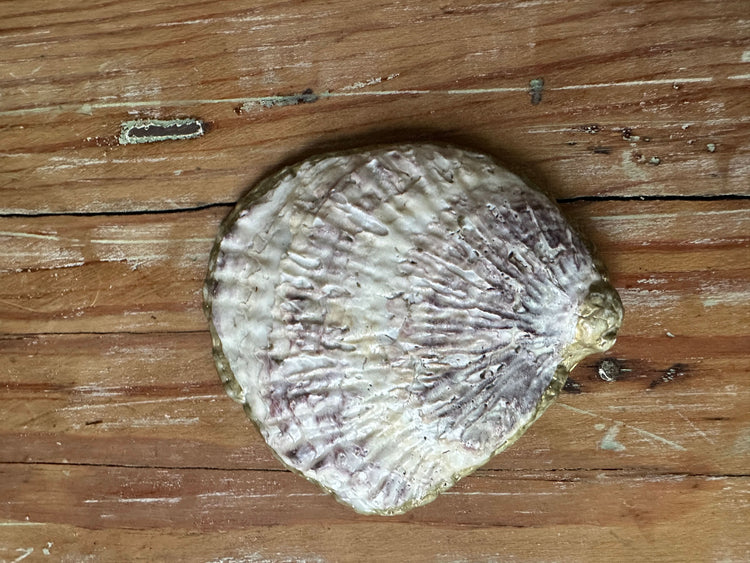 Decorative Green Floral Seashell Ring Holder | Authentic New England Seashell