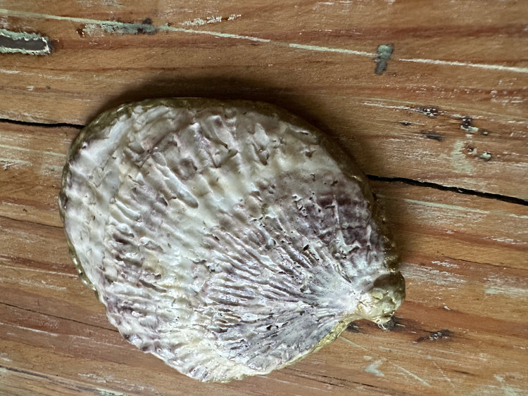 Decorative Green Floral Seashell Ring Holder | Authentic New England Seashell